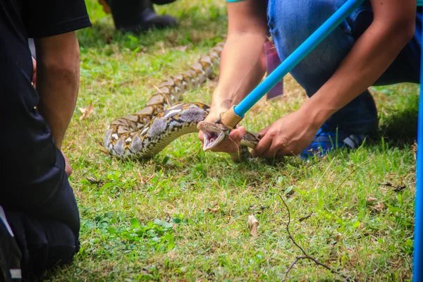 Animal Rescue Service