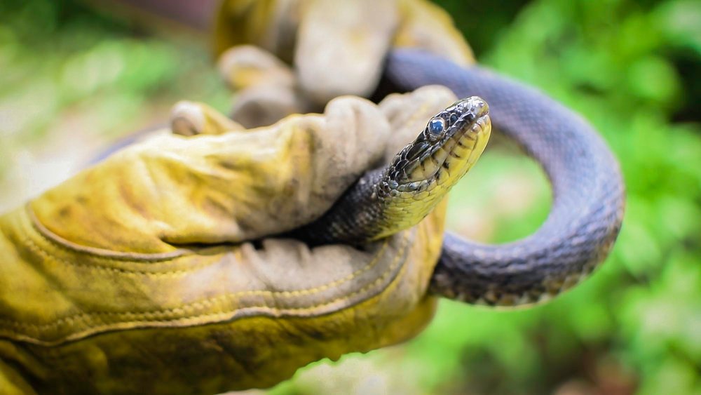 Snake-Proofing